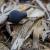 Wabik KOSMATY Mouse Squeaker