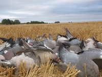 Zestaw na grzywacze PREMIUM