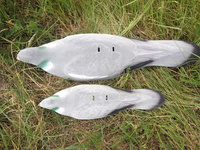 Muszla grzywacza flokowana MAGNUM